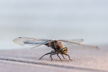 blue flat-bellied dragonfly stands on a wooden floor