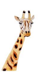 Watercolor drawing of a orange giraffe for fanny kid design on a white background