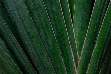 Green leaves background