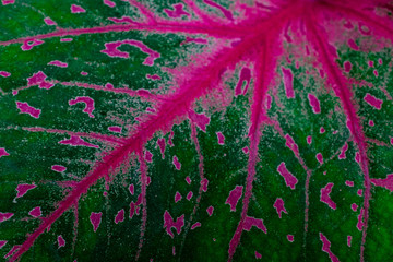 A leaf of a Heart of Jesus