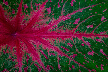 A leaf of a Heart of Jesus