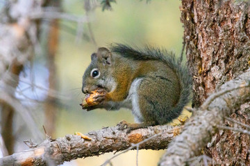 Naklejka na ściany i meble Tree Squirrel Eating