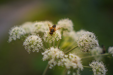 bee on a flower