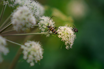 Fototapeta premium beetle on a leaf