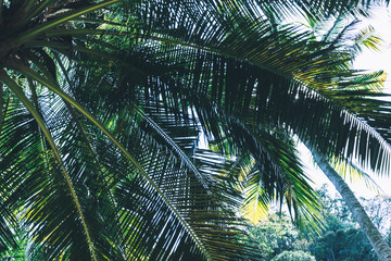 Naklejka premium rays of the sun break through palm leaves, jungles, Thailand