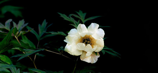 Fototapeta na wymiar Pfingstrose einzeln Blume weiß Panorama - Flower Background schwarz