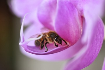 Pszczoła w kwiatku storczyka - obrazy, fototapety, plakaty