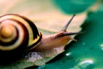 Beautiful snail on a leaf.