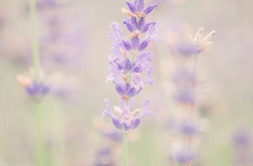 Naklejka premium Lavendel im Dunst Nahaufnahme Bokeh