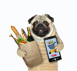 The pug dog orders food online by a smartphone. White background. Isolated.