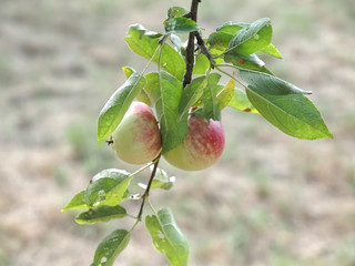 Macro of ripe red apples on an apple tree