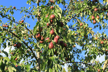 Pear in the autumn Sunny garden on the branches of trees. Harvest in the country, beauty and gifts...