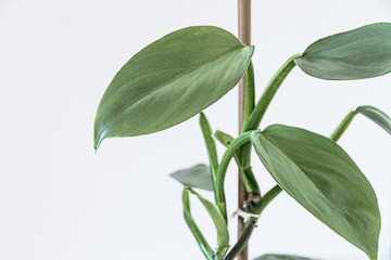 Philodendron hastatum 