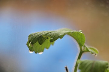 Frutilla planta cuidados