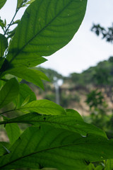 cascada