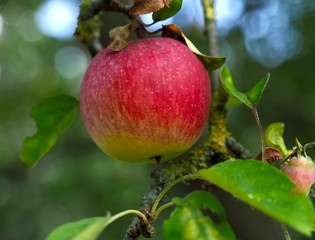 Macro of a ripe red and green apple on an apple tree