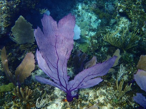 Underwater image of a Purple Sea Fan (Gorgonia ventalina) shot in the Great Abaco Barrier Reef in the Bahamas