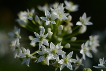 Large blooming ball of allium (onion) close-up in the open air