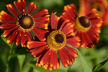 Three burgundy flowers of helenium close-up in the fall under the open sky