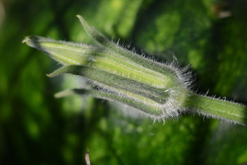 Young green watermelon ovary (flower) close-up on a blurred background of a large ripe watermelon fruit