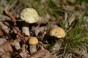 Young boletus mushrooms with light caps in the autumn forest
