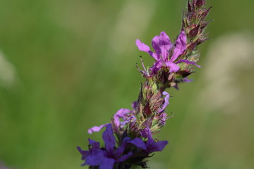 Purple lythrum forest  isolated flower in the forest