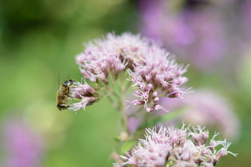 Bee collects nectar from a pink forest flower