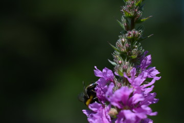 Bumblebee sitting on purple lythrum forest flowers isolated