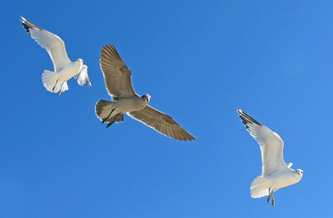 Gulls in Flight - Three seagulls in flight against a vivid blue sky