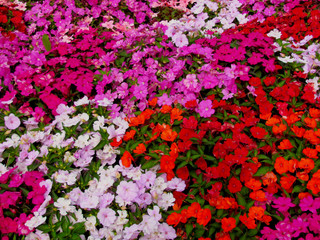 Fototapeta premium multicolored flowers in the garden