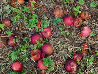 Red apples on the ground in autumn