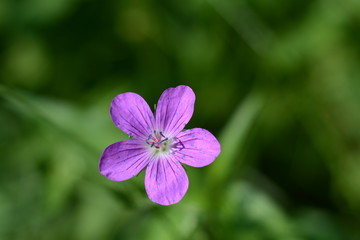 Purple isolated flower of geranium sylvaticum in forest