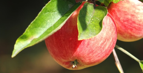 Macro of a ripe red and green apple on an apple tree
