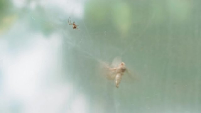 Insects, hunting, danger, strategy concept - spider is catching moth. butterfly got caught in spider's web and tries to get out and watered waving clumps near it spinner crawls and tries to sting