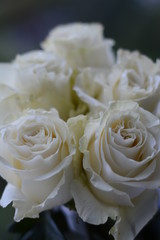White beautiful roses close up