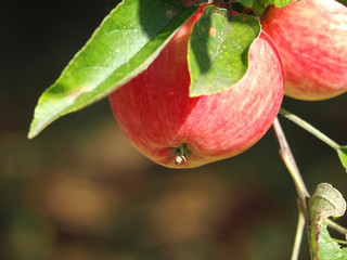 Macro of ripe red apples on an apple tree