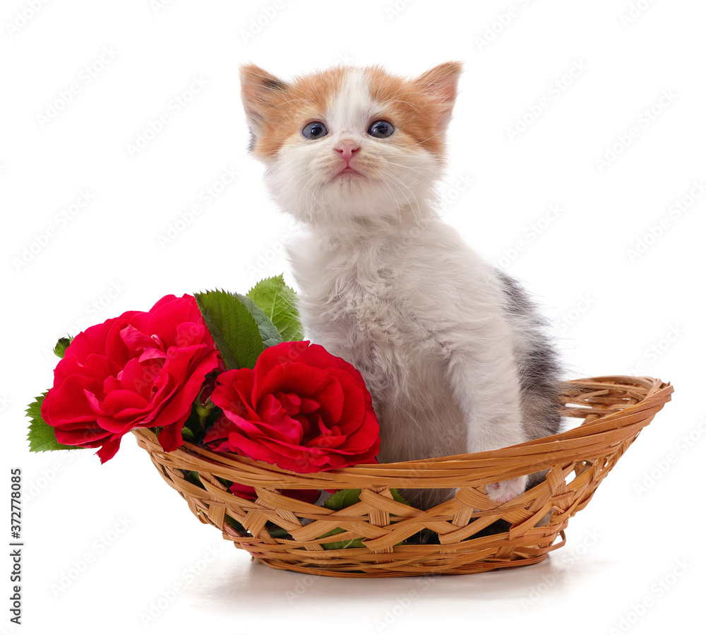 Poster White kitten in a basket with white roses.