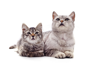 Cat and kitten.