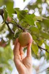 Female hand plucks light red apple from a branch. Natural organic fruit.