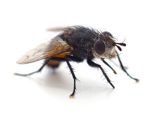 One big fly.