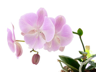 Naklejka na ściany i meble Pink orchid flowers.