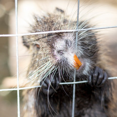 Rodent locked in a cage gnaws lattice with his teeth. Keeping animals in captivity concept.