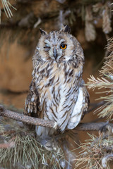 Sleepy owl looks with one eye.