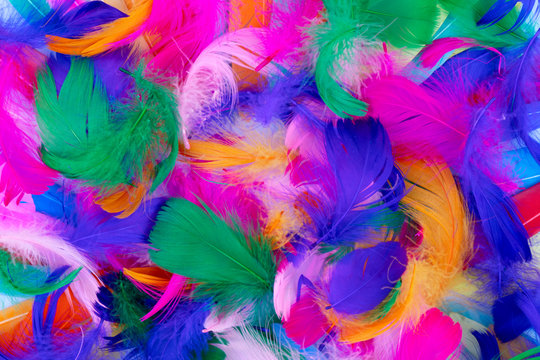 Colorful pattern made of feathers. © neirfy