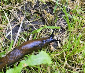 slug parasite in the grass