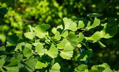 Ginkgo tree (Ginkgo biloba) or gingko with brightly green new leaves against background of blurry foliage. Selective close-up. Fresh wallpaper nature concept. Place for your text