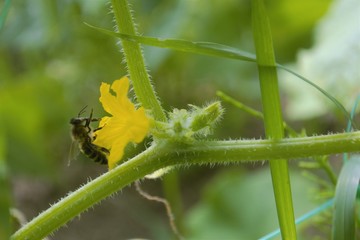 
bee on a flower