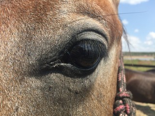 close up of horse head
