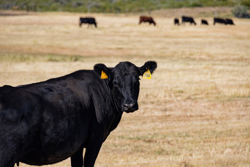 Sunny view of a farm with many cows