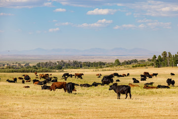 Fototapeta na wymiar Sunny view of a farm with many cows